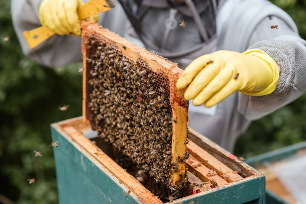 pexels-photo-5247969 Beekeeper examining a honeycomb frame full of bees, showcasing beekeeping process.